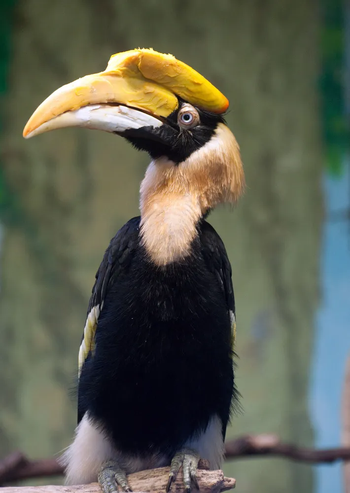 Great hornbill — one of Khao Yai's iconic wildlife species
