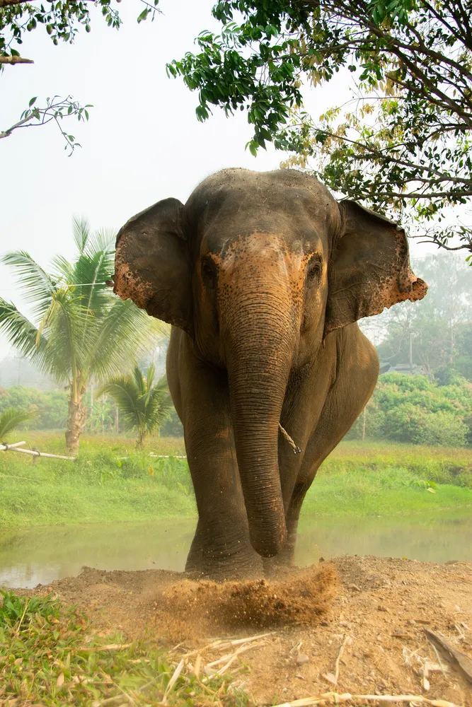 Wild Asian elephant in Khao Yai National Park