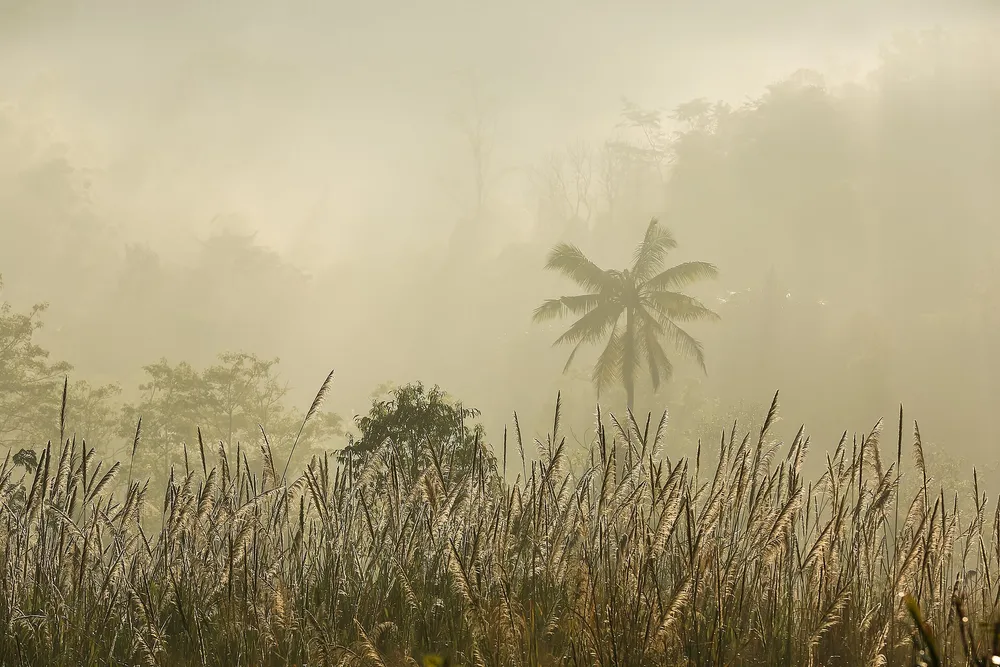 Morning mist at Suan Phueng, Ratchaburi