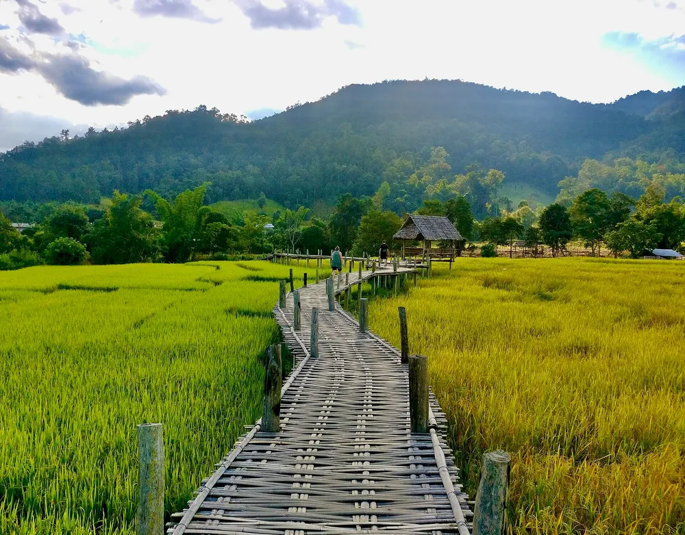 สะพานไม้ไผ่ข้ามทุ่งนาใกล้แม่ฮ่องสอน