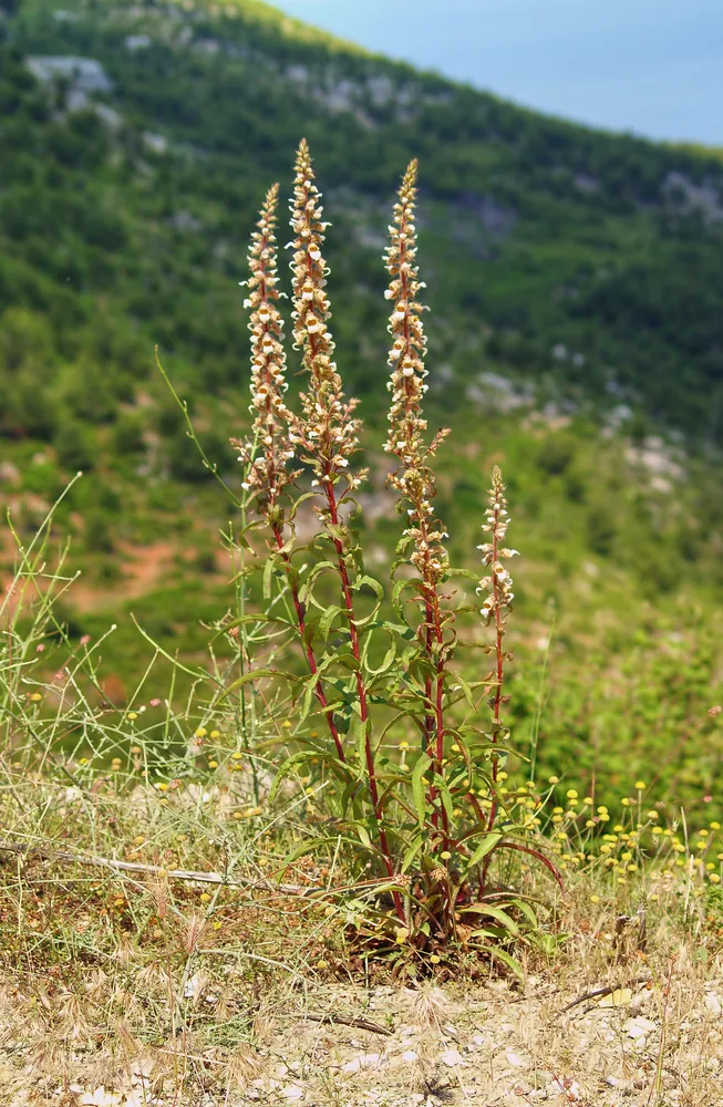 ต้นดิจิทาลิส (Digitalis lanata) พืชที่เป็นต้นกำเนิดของยา digoxin