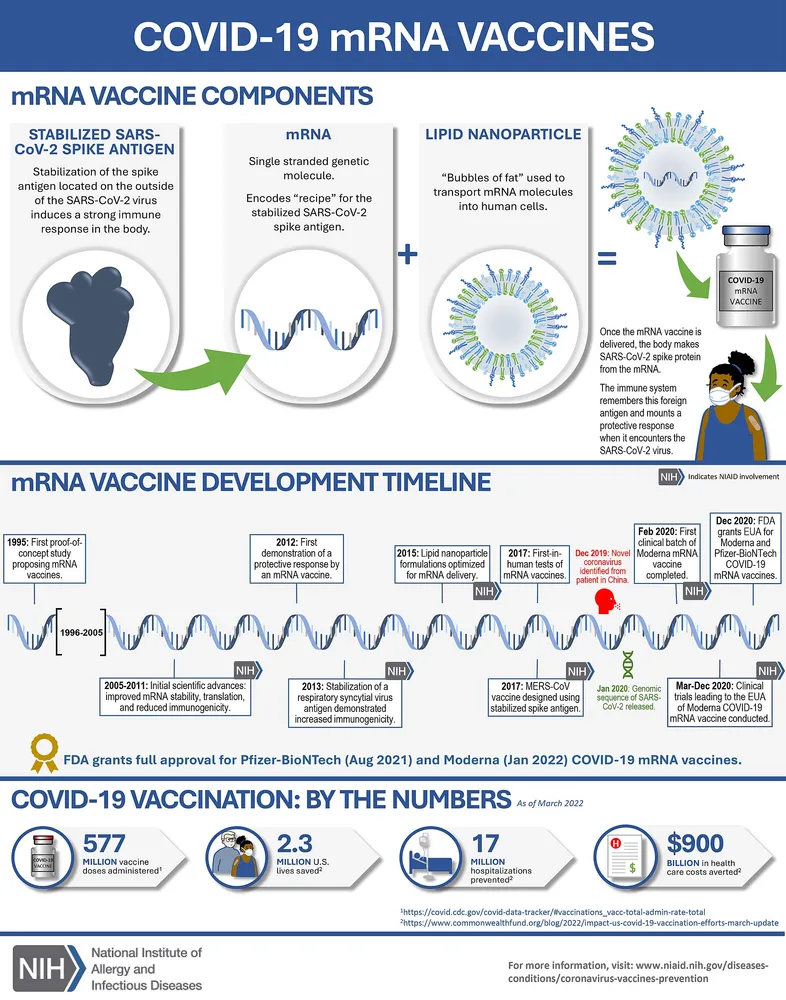 Illustration: The mRNA vaccine platform — mRNA packaged in lipid nanoparticles delivers instructions to cells, training the immune system to recognize specific targets. The same platform powers both COVID-19 and cancer vaccines. (Image: NIAID, public domain)
