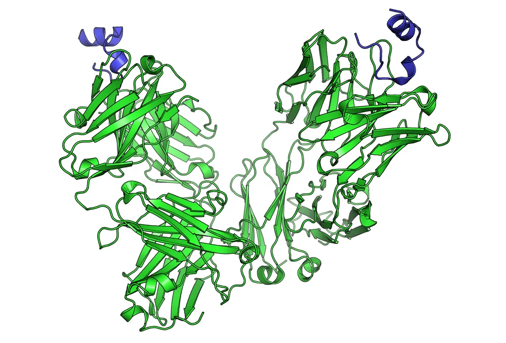 Illustration: Molecular protein structure — Keytruda (pembrolizumab) works by blocking the PD-1 checkpoint pathway that cancer cells exploit to hide from immune attack, complementing the targeted immune response trained by the mRNA vaccine. (Image: Wikimedia Commons — CC)