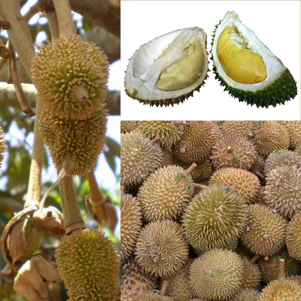 A lush durian orchard in Thailand, source of the king of export fruits