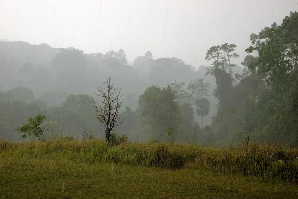 Heavy monsoon rain over a tropical forest — illustrating the intensity of the southwest monsoon sweeping moisture into Thailand this week